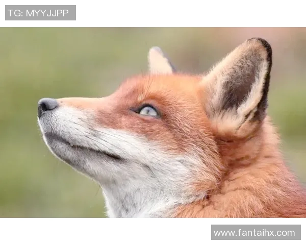 灰熊生态与行为研究：揭示北美森林中王者的生存智慧与挑战